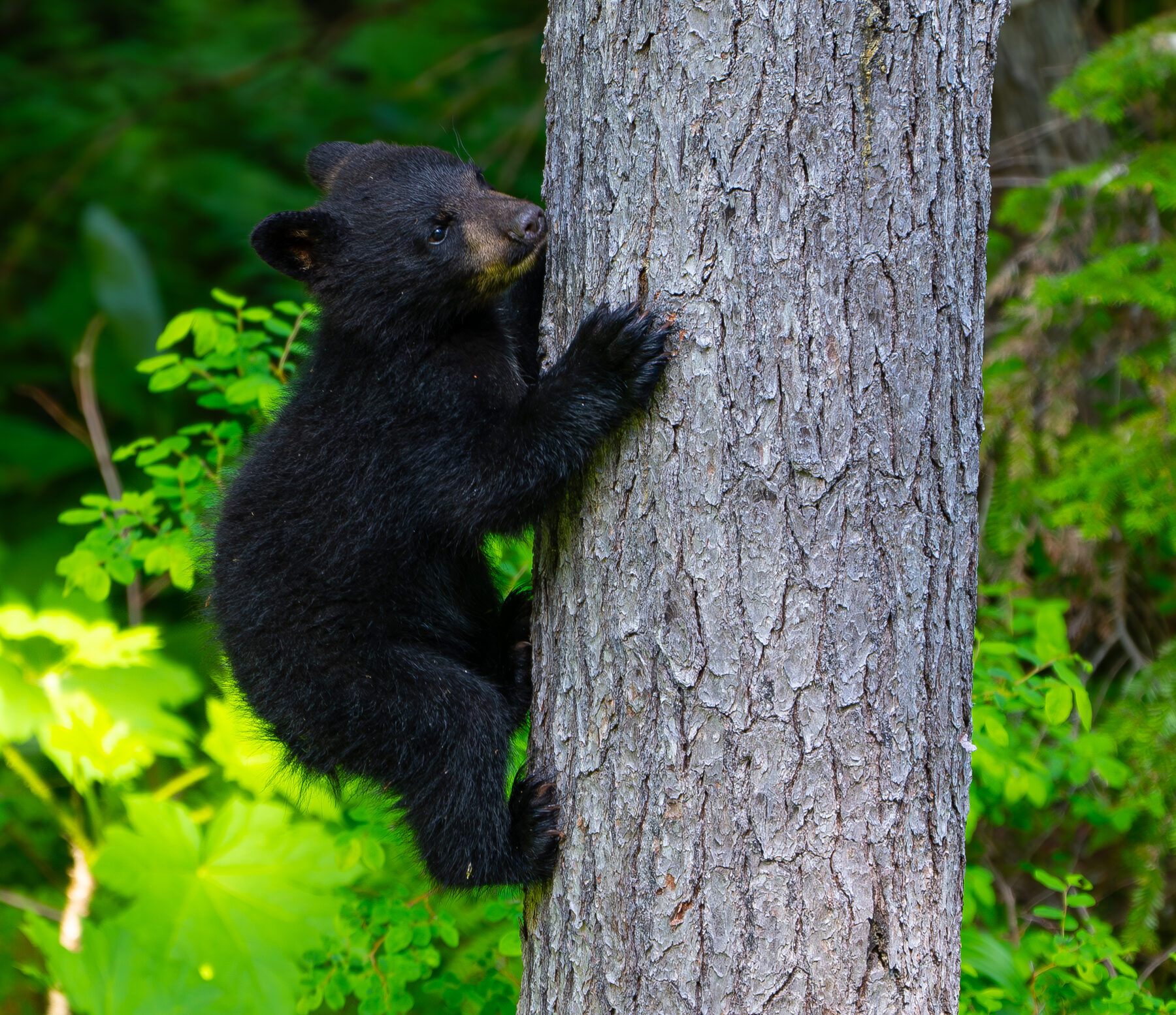 Young black bear along a Whistler trail