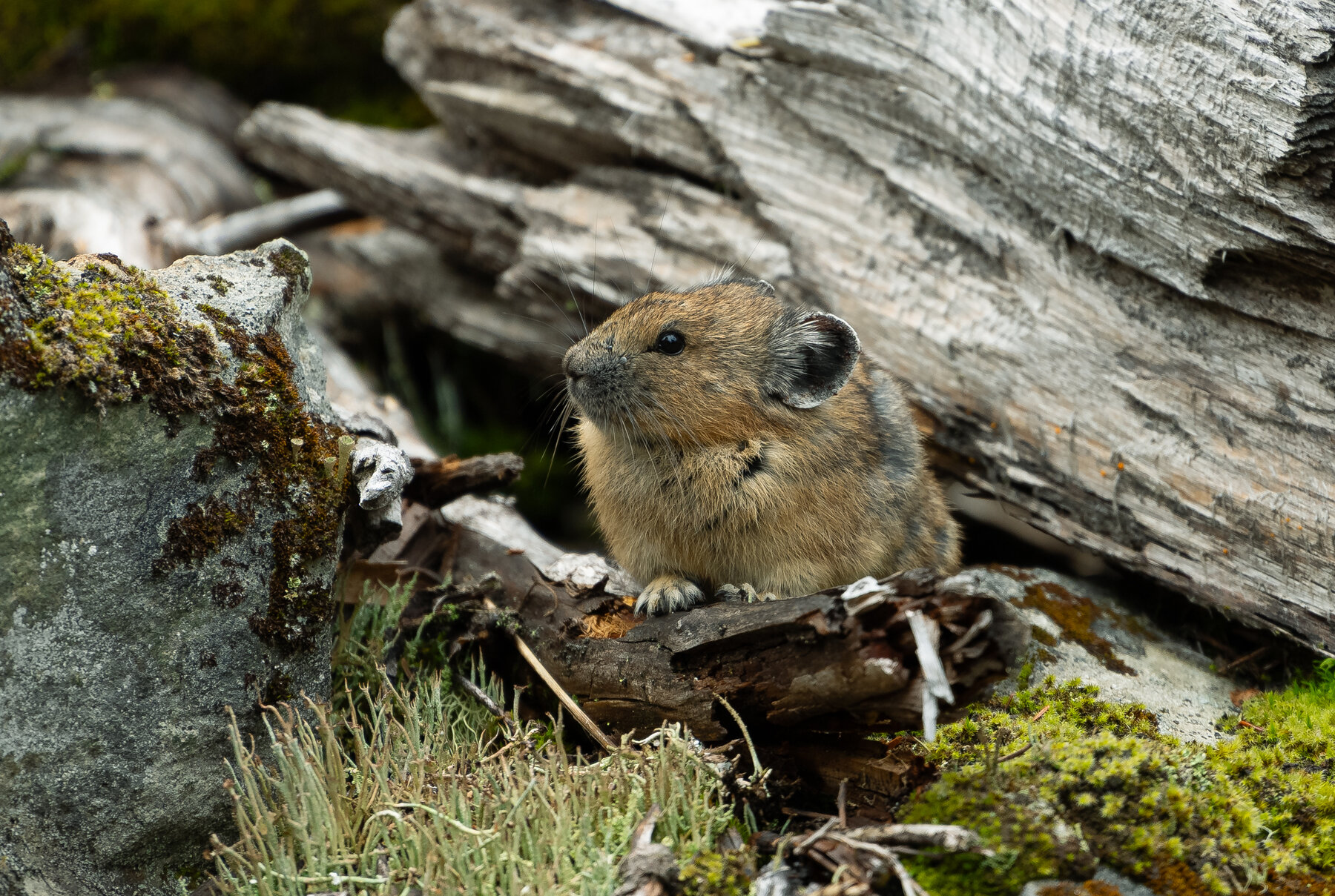 Enjoying the outdoors at golden hour in Whistler